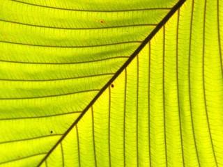 Texture of a green leaf as background