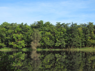 Fototapeta premium A small pond in the city park
