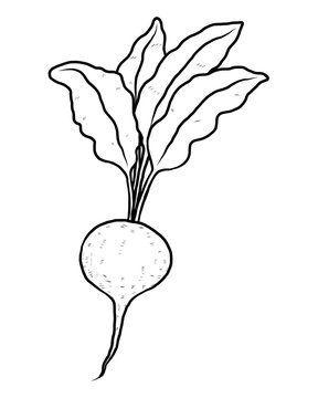 beatroot