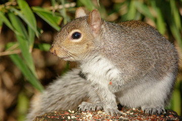 Naklejka na ściany i meble Grey or Gray Squirrel (sciurus carolinensis) close-up