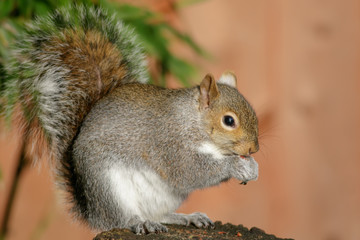 Grey Squirrel