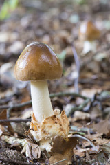 Mushroom Amanita fulva.