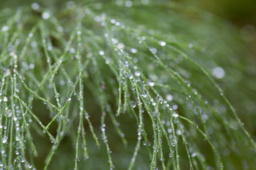Gouttes de rosée sur la prêle