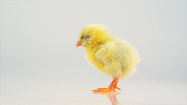 A little chick on a white background. Chick takes care of fluff and slowly comes out of the frame.
