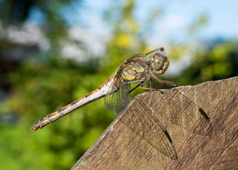 Libelle vor blauem Himmel