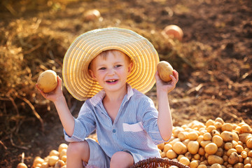 happy smiling child (boy) holds a potato in hands collected that together with parents on a sunny autumn day  in a garden