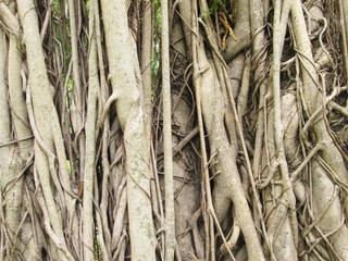 root tree