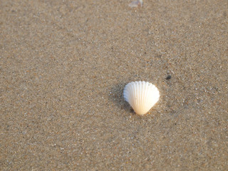 shell on sand