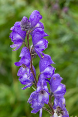 Fleur bleue en &eacute;pi