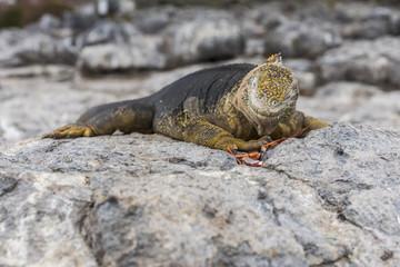 Iguana