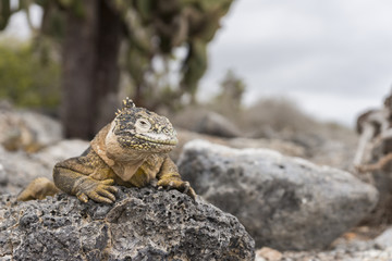Iguana