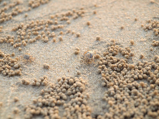 Fototapeta na wymiar Tiny Ghost Crabs digging holes in the sand