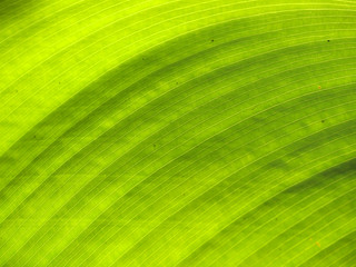 Texture of a green leaf as background