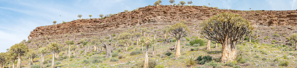 Naklejka premium Panorama of the Quiver Tree Forest at Gannabos
