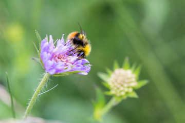 Bourdon sur une fleur bleue mauve
