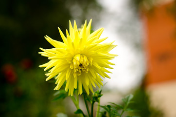 Large yellow flowers on a green background
