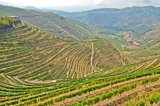 Douro Valley - Weinbau-Terrassen bei Peso da Regua, Portugal 