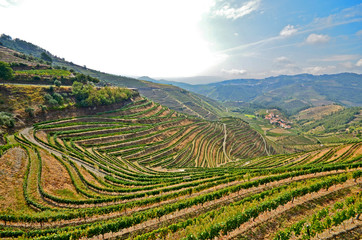Fototapeta na wymiar Douro Valley - Weinbau-Terrassen bei Peso da Regua, Portugal 