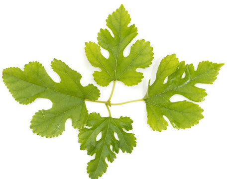 mulberry leaves on a white background