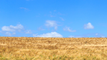Obraz premium Grain field with barley and blue sky in Saxon Switzerland
