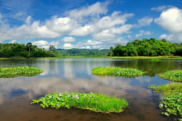 Crocodile lake at Nam Cat Tien National Park is an important national park located in the south of Vietnam, approximately 150 km north of Ho Chi Minh City, Vietnam