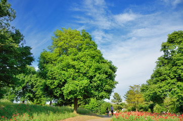 Fototapeta na wymiar 青空と緑の木々