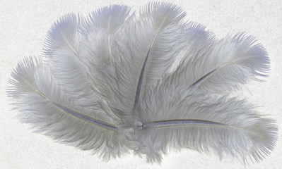 gray feathers on a white background
