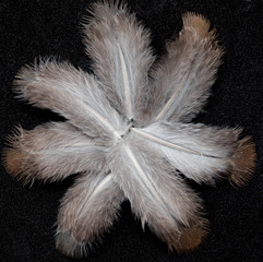 gray feathers on a black background
