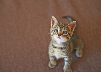 Little tabby kitten