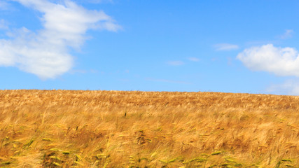 Fototapeta premium Grain field with barley and blue sky in Saxon Switzerland