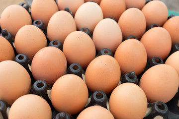 fresh organic eggs from chicken farm agriculture for sale