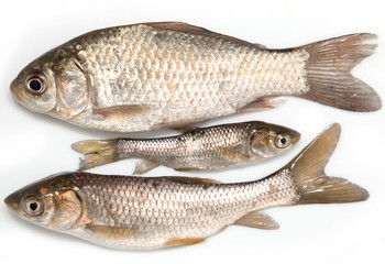 fresh small fish on a white background