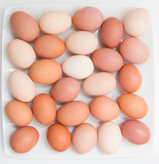 chicken eggs on a white background