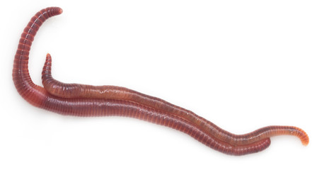 red worm on a white background