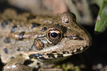 grenouille 