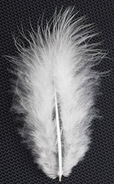 white feather on a black background