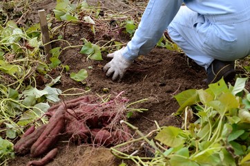 Naklejka premium 農作業