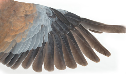 wing on a white dove