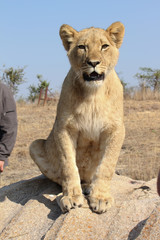 A lion cub at Antelope Park in Gweru, Zimbabwe
