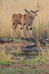 Two young Elands at a private park around Mount Ruparara south east of Harare, Zimbabwe