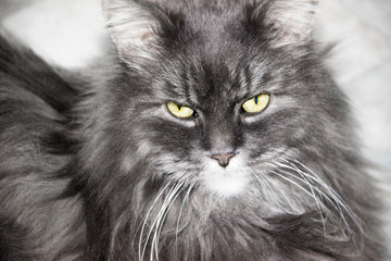 Портрет пушистого кота. Сибирский кот серо голубого окраса.  - obrazy, fototapety, plakaty