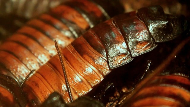 hissing cockroach close up (Gromphadorhina portentosa)
