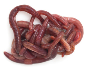 red worms on a white background