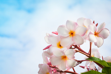 Frangipani and sky