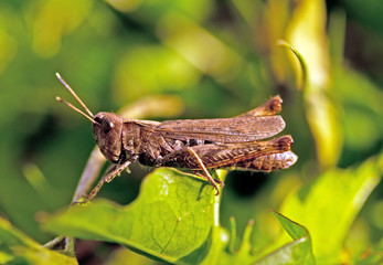 grasshopper on leaf