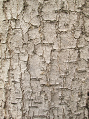 Detail of  tree bark background