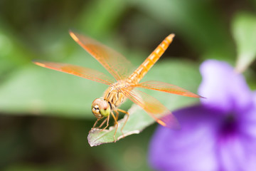 dragonfly