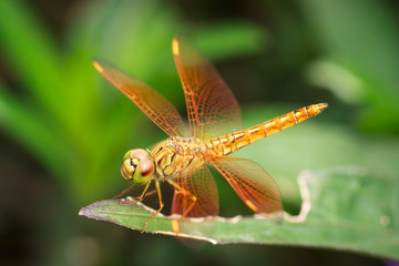 dragonfly