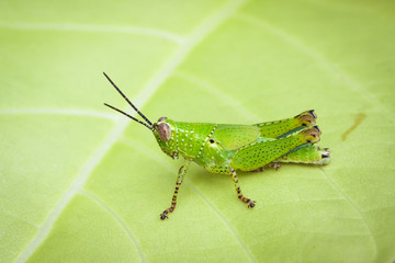 Grasshopper on leaf