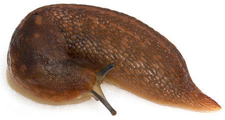 Slug on a white background